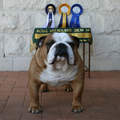 Engelse Bulldog