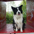 Border Collie
