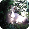 Zwitserse Witte Herder