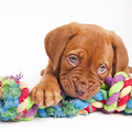 Bordeauxdog