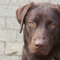 Labrador