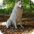 Zwitserse Witte Herder