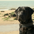 Labrador