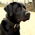Labrador
