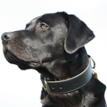 Labrador