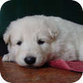 White Swiss Shepherd Dog