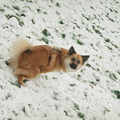 een leuke foto van je hond al zitten in de sneeuw, doet ze vlug een plas