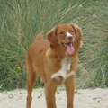 Nova Scotia Duck Tolling Retriever