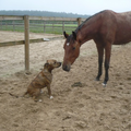 Haha wij zijn bij een vriendin van me en ze heeft paarden!
Nou Rakker rent naar het paard toe al blaffend en al maar wanneer en paard naar hem toe kwam ging hij stil zitten van angst xD
Heb ook een liggende foto waarbij hij helemaal onderdanig gaat doen maar die foto is jammer genoeg niet helder xD
Maar daarna kende Rakker het paard waardoor hij daarna niet meer bang was xD