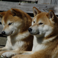 Shiba Inu