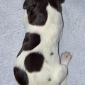 Duitse Staande Hond, Korthaar