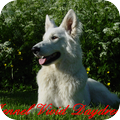 White Swiss Shepherd Dog