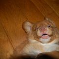 Is het een hond of een vleermuis ? Of een vliegende hond ?:P