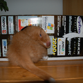 Als je al katten hebt en er komt een pup in huis is het fijn voor de katten om een plekje te hebben waar de hond niet kan komen. Ik had wat dozen waar ik kleine gaten in had gemaakt zodat Dino er niet bij zou kunnen komen..
Toch weet hij erin te kruipen..Hij zat heel erg lief met zijn kopje naar buiten...toen ik een foto wilde maken stak hij ook even zijn kont naar buiten..