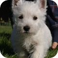West Highland White Terrier