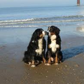Berner Sennenhond