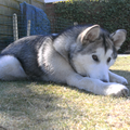 Alaskan Malamute