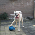 Boxer