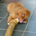 Caya nog als puppie. Iemand had voor de gein een veel te groot bot meegenomen, maar Caya begon er vol moed aan. En hij is opgegaan ook!