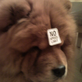 Zoeri is een zeer luie chow , en vond deze ( NO SPEED LIMIT ) sticker wel gepast bij hem =D hihihi 