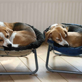 Beagle