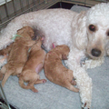 purdy is hier al haar pups aan het voederen ze was dan ook een heel goed moedertje