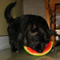 Voor een lekker stukje fruit is Bobby altijd wel te porren.