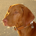 Vizsla (Hongaarse staande hond)