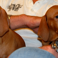 Vizsla (Hongaarse staande hond)