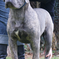 Cane Corso Italiano