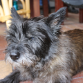 Cairn Terrier