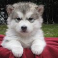 Alaskan Malamute