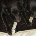 Jara en Beau liggen heerlijk saampjes op een deken om hun botjes op te smikkelen.