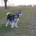 Alaskan Malamute