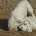 Tara aan het spelen met een andere jonge Golden, wat begon als onschuldig spel... werd later een spel om wie de baas is. Geen gebijt of iets dergelijks, maar proberen elkaar op de rug te leggen.
Hele mooie hondentaal! 