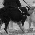In de Lommelse Sahara
Cooper maakt kennis met andere hond
