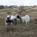 Onze honden kwamen een andere hond tegen, 
dan moet er geneusd worden