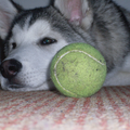 Alaskan Malamute