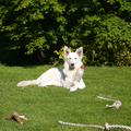 Zwitserse Witte Herder