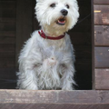 West Highland White Terrier