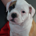 Old English Bulldog
