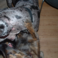 hier zijn we op bezoek bij een kennel, en met 35 honden om je heen kies je natuurlijk de grootste die je kunt vinden, een Deense dog.