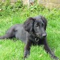 Flat Coated Retriever