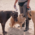 Jente, mijn ijslandse hond ontmoet in de Soester duinen een koppel Deense doggen.
Oh wat zijn die groot, maar ze wil wel kennis maken. 
