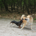 Mijn ijslandse hond Jente, in een spel met tekkel vriendin Lana.
Die haar eindelijk te pakken heeft.