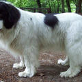 Landseer