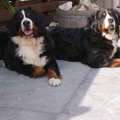 Berner Sennenhond