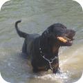 Tyson was altijd al een beetje benauwd voor water. Omdat hij er als pup in is gevallen. Maar met veel trainen is het nu dus een echte WATERRAT! 