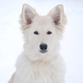 White Wolves Home