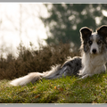 Hidden Dreams border collies